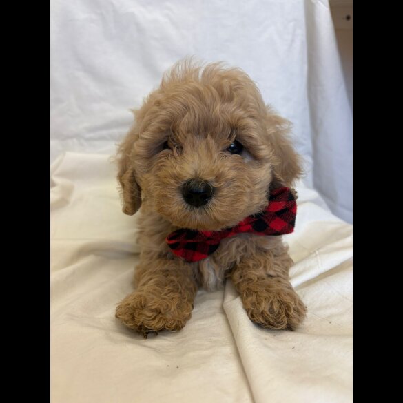Cavapoo