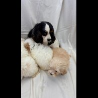 Cavapoo