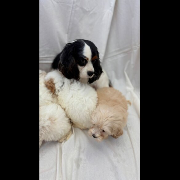 Cavapoo