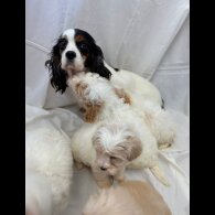 Cavapoo