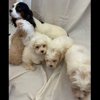 Cavapoo