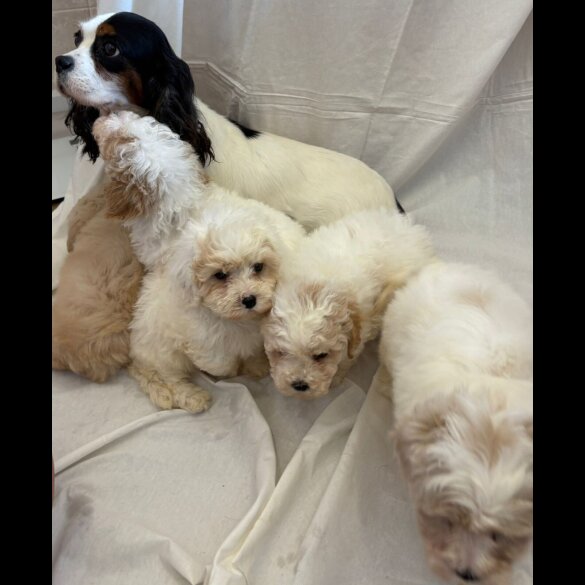 Cavapoo