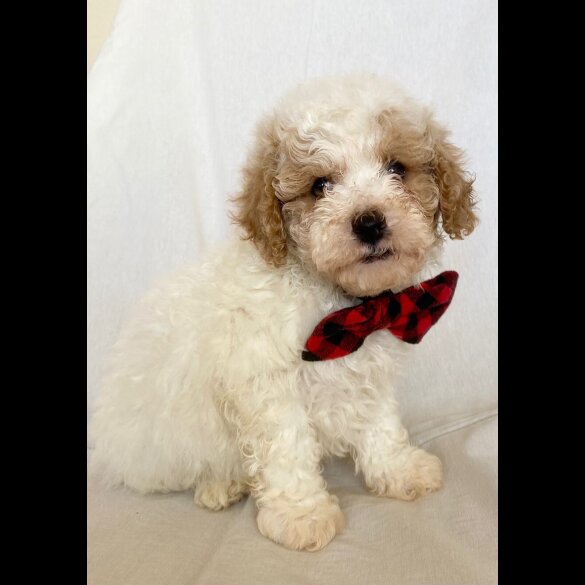 Cavapoo
