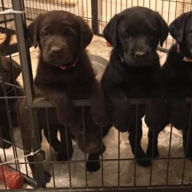 Labrador Retriever