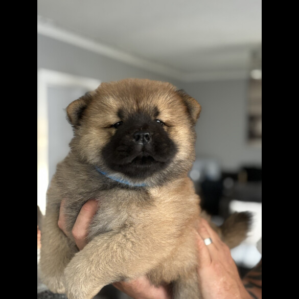 Chow Chow