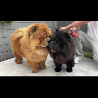 Chow Chow