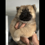 Chow Chow