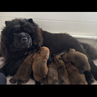 Chow Chow