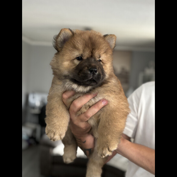 Chow Chow