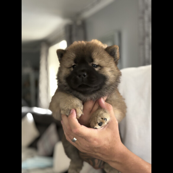 Chow Chow