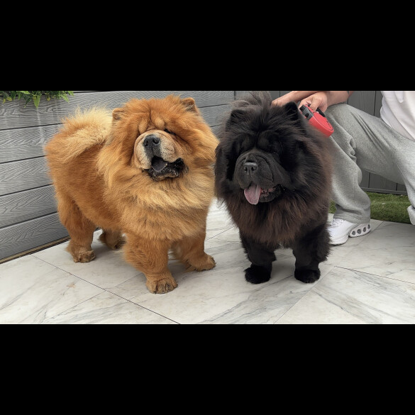 Chow Chow