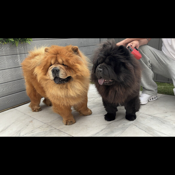 Chow Chow