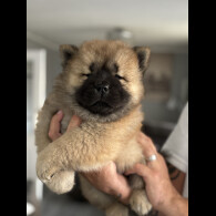 Chow Chow
