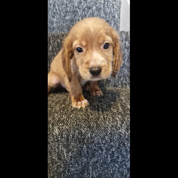 Cocker Spaniel (Show) - Dogs