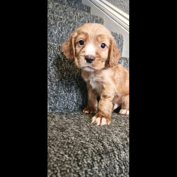 Cocker Spaniel (Show) - Dogs
