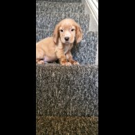 Cocker Spaniel (Show) - Dogs