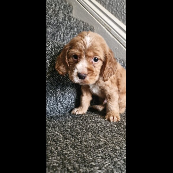 Cocker Spaniel (Show) - Dogs