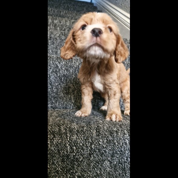 Cocker Spaniel (Show) - Dogs
