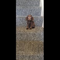 Cocker Spaniel (Show) - Dogs