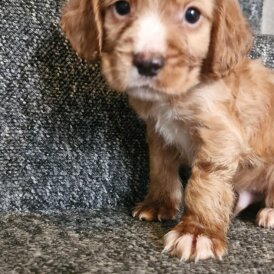 Cocker Spaniel (Show) - Dogs