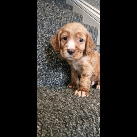 Cocker Spaniel (Show) - Dogs