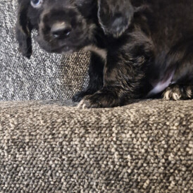 Working Cocker Spaniel - Dogs