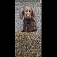 Cocker Spaniel (Show) - Dogs