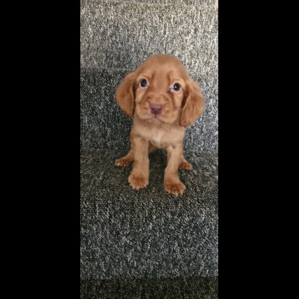 Cocker Spaniel (Show) - Dogs