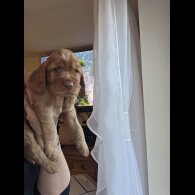 Cocker Spaniel (Show) - Both