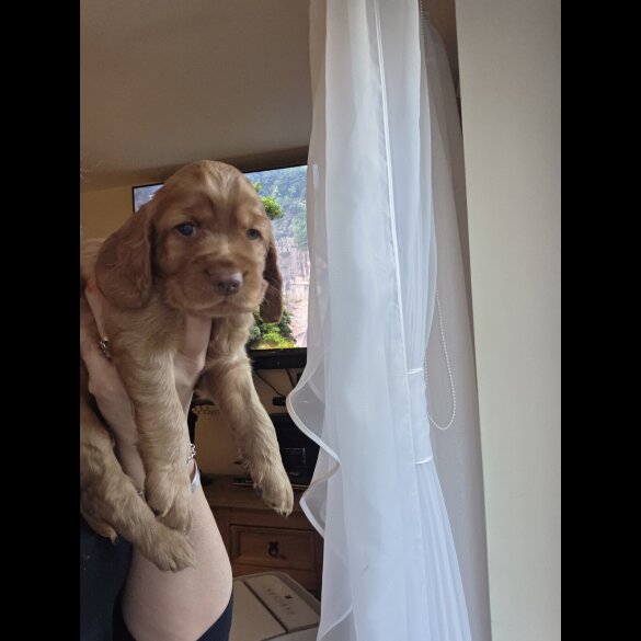 Cocker Spaniel (Show) - Both