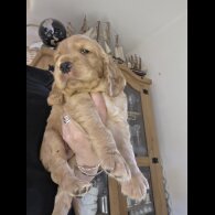 Cocker Spaniel (Show) - Both