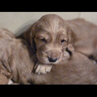Cocker Spaniel (Show) - Both