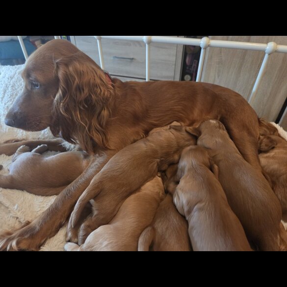 Cocker Spaniel (Show) - Both