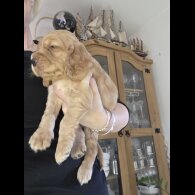 Cocker Spaniel (Show) - Both