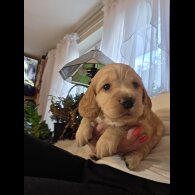 Cocker Spaniel (Show) - Both