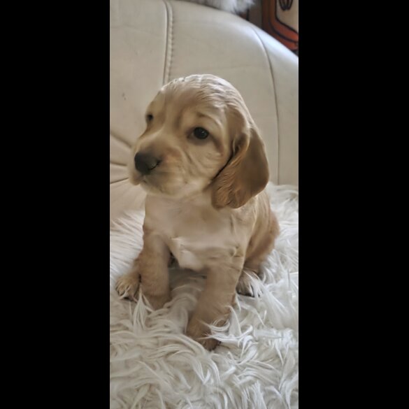 Cocker Spaniel (Show) - Both