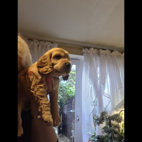 Cocker Spaniel (Show) - Both