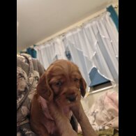 Cocker Spaniel (Show) - Both