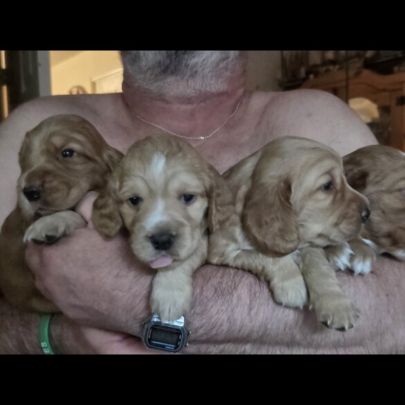 Cocker Spaniel (Show) - Both