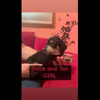 Dachshund (Miniature Smooth Haired)