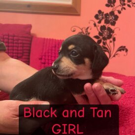 Dachshund (Miniature Smooth Haired)