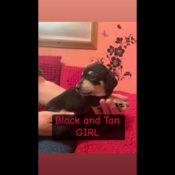 Dachshund (Miniature Smooth Haired)