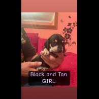 Dachshund (Miniature Smooth Haired)