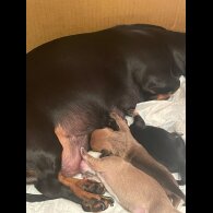 Dachshund (Miniature Smooth Haired)