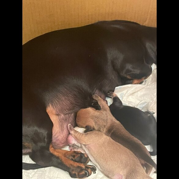 Dachshund (Miniature Smooth Haired)