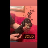 Dachshund (Miniature Smooth Haired)