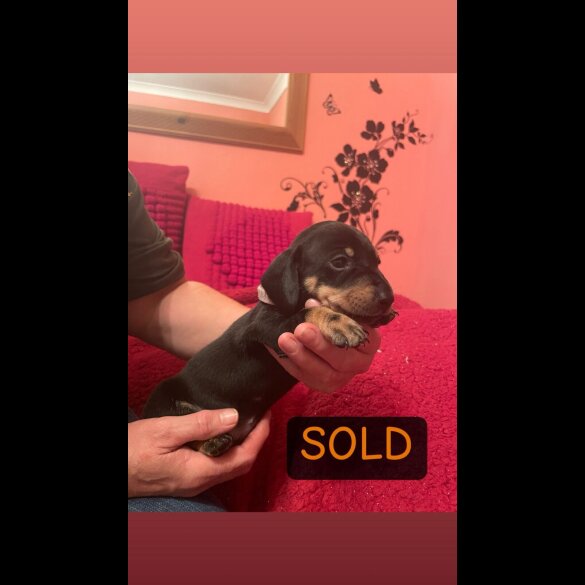 Dachshund (Miniature Smooth Haired)