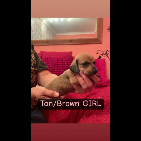 Dachshund (Miniature Smooth Haired)