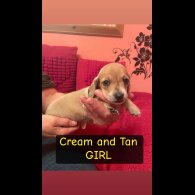 Dachshund (Miniature Smooth Haired)