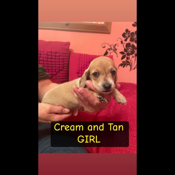 Dachshund (Miniature Smooth Haired)